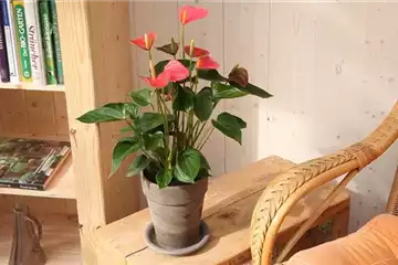 Flamingoblume - Einpflanzen in ein Gefäß
