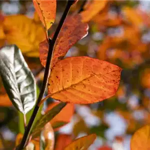 BUNT, BUNTER, HERBST!