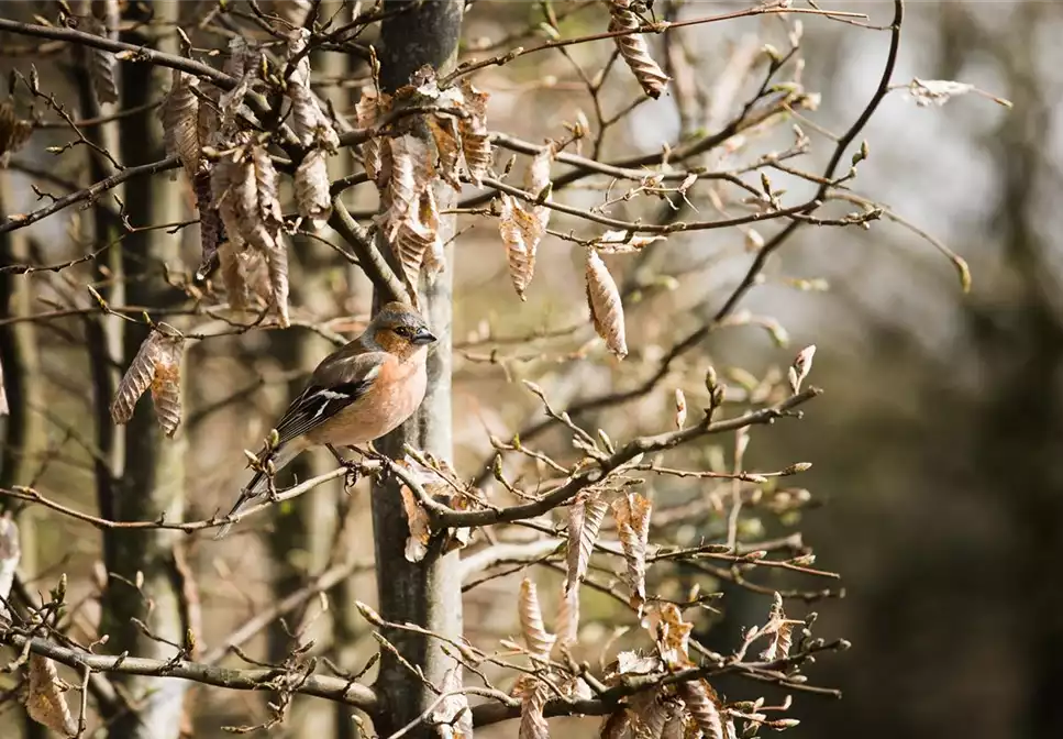 TIPPS ZUR WINTERVOGELFüTTERUNG!