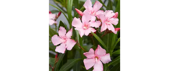 Oleander