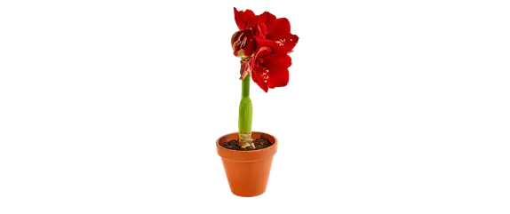 PRACHTVOLLE STERNE! DEKORATIONSWUNDER AMARYLLIS.