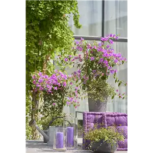 Pflanze des Monats Mai: Bougainvillea