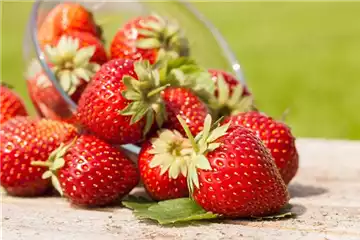 ERDBEEREN AUS DEM EIGENEN GARTEN