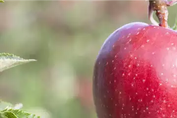 Obstbäume schneiden