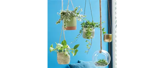 VERTICAL GARDENING