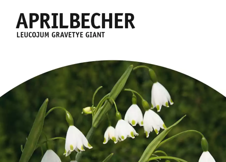 Aprilbecher