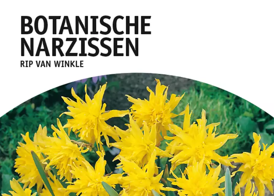 Botanische Narzissen