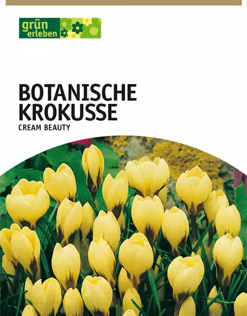 Botanische Krokusse