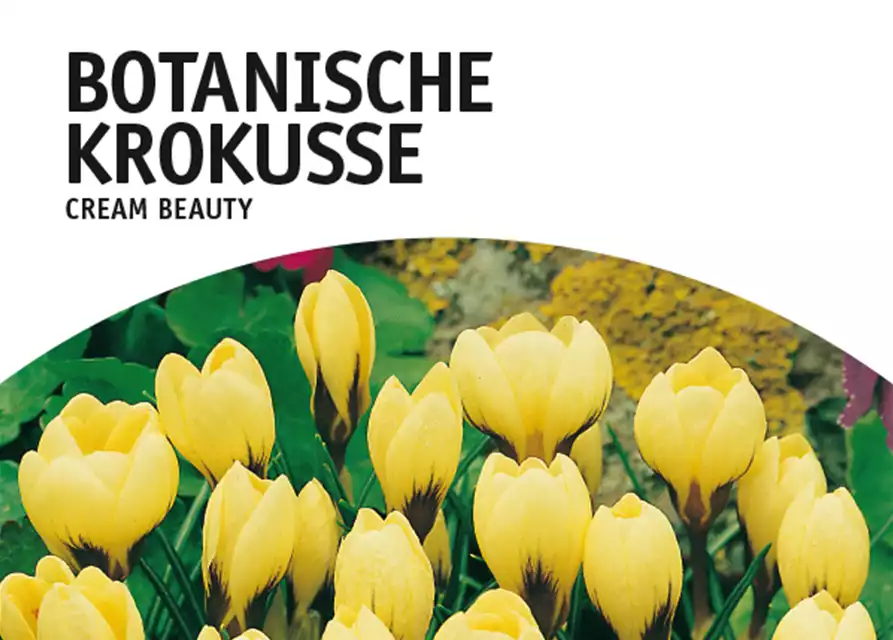 Botanische Krokusse