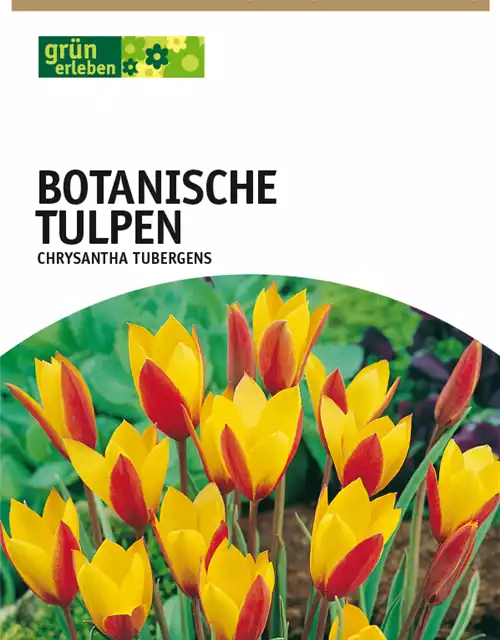 Botanische Wildtulpen