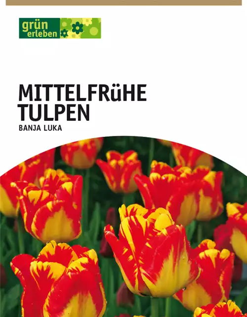 Darwin Hybrid-Tulpen