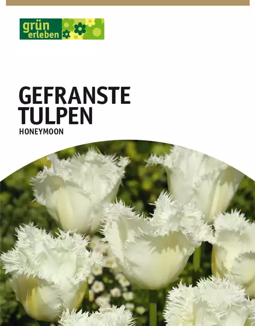 Gefranste Tulpen