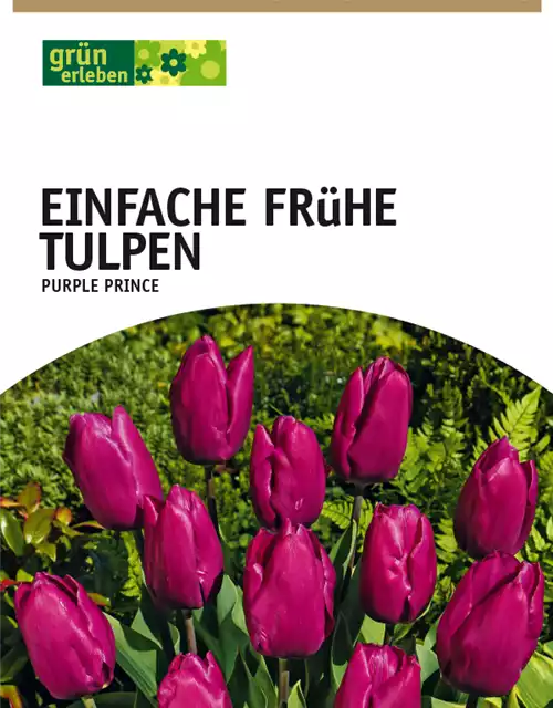 Einfache frühe Tulpen