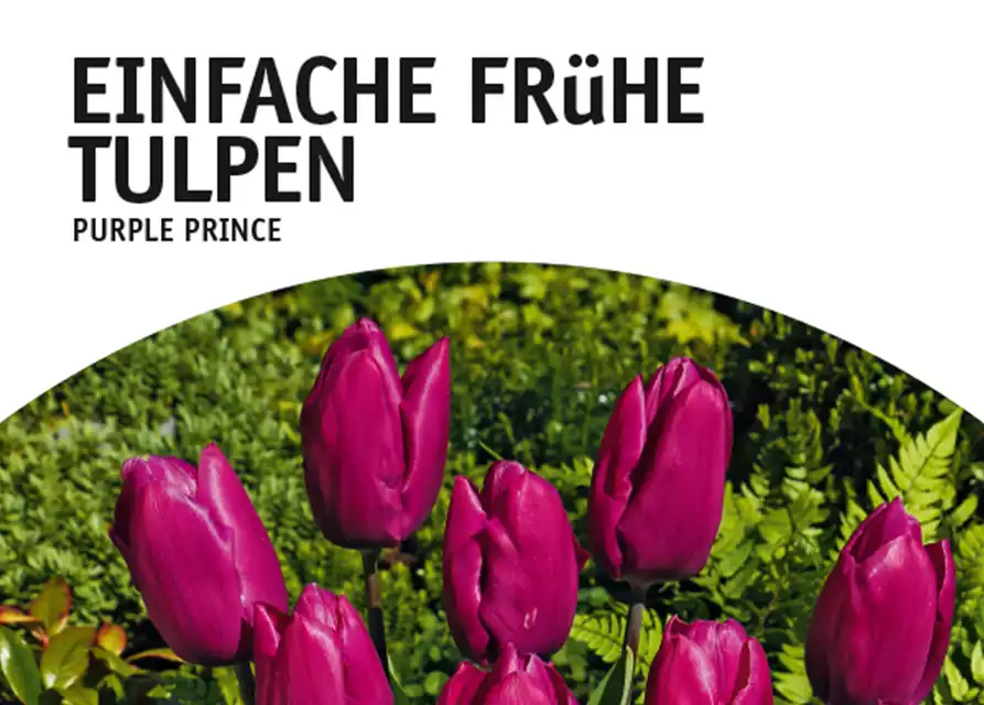 Einfache frühe Tulpen