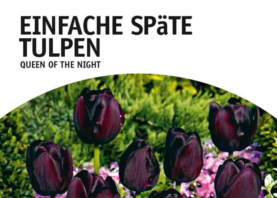 Einfache späte Tulpen