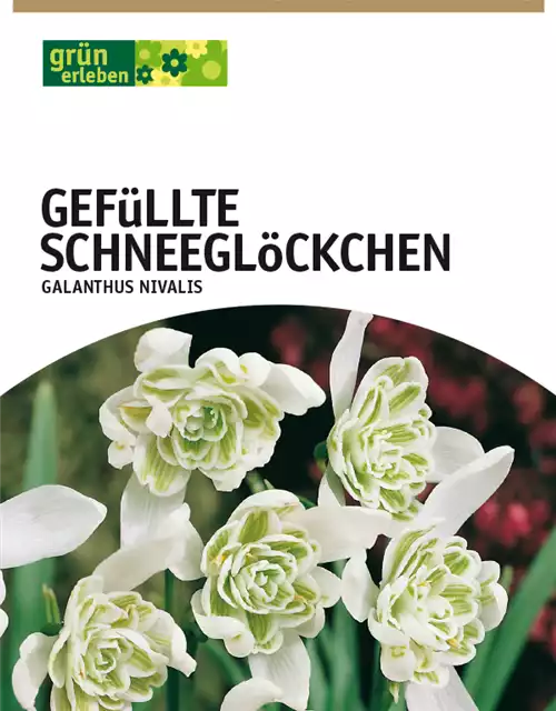 Gefüllte Schneeglöckchen