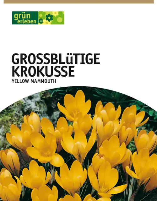 Großblütige Krokusse