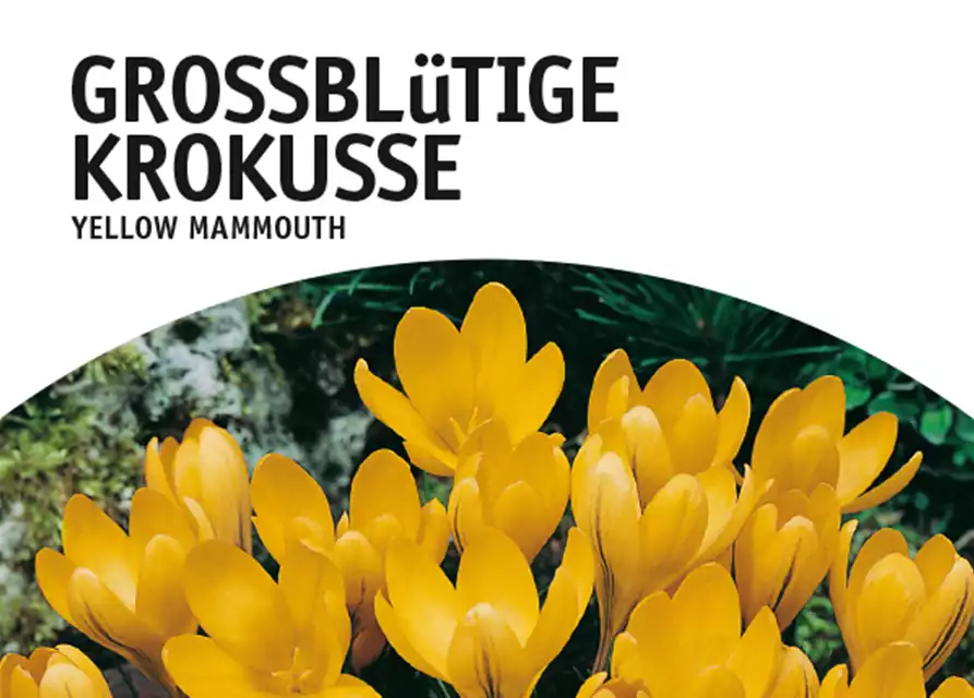 Großblütige Krokusse