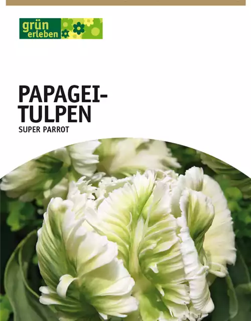 Papagei-Tulpen