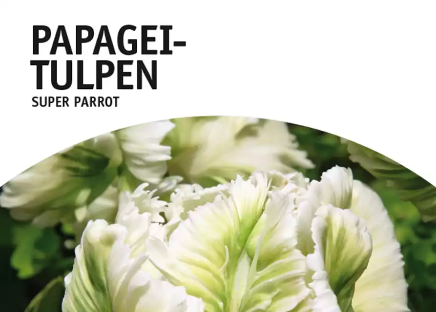 Papagei-Tulpen