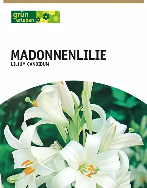 Madonnenlilie