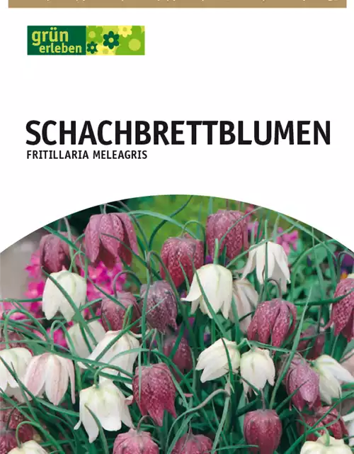 Schachbrettblumen