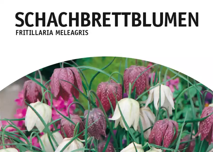 Schachbrettblumen