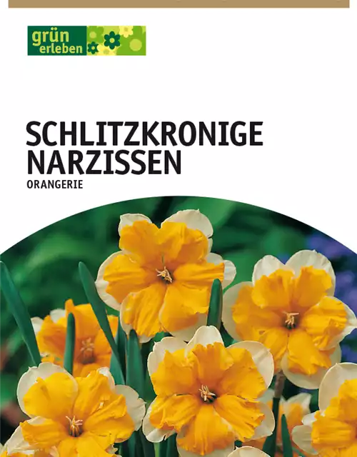 Schlitzkronige Narzissen