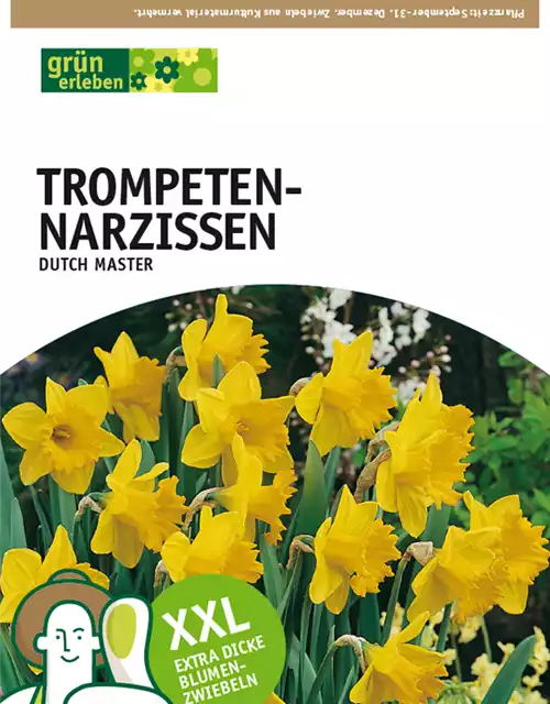 Trompeten-Narzissen