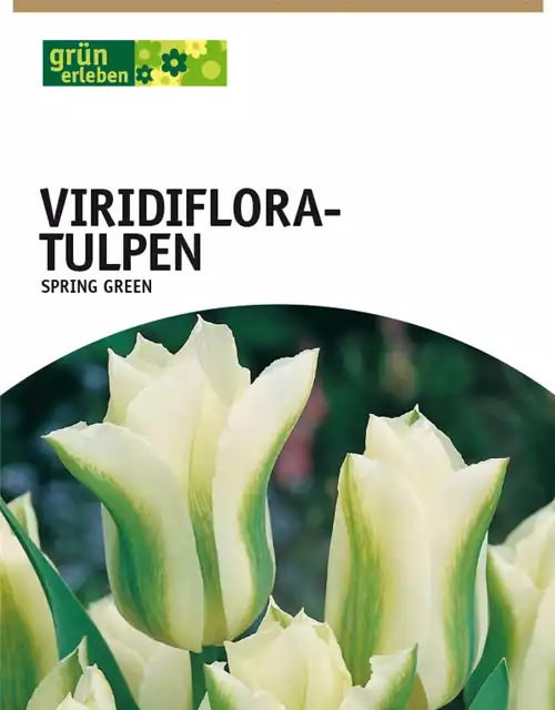 Viridiflora-Tulpen