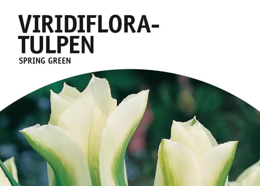 Viridiflora-Tulpen