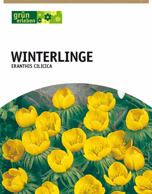 Winterlinge