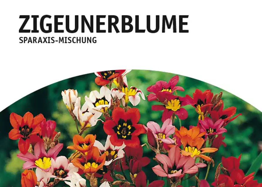 Zigeunerblume