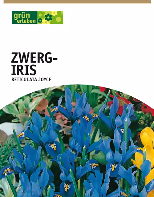 Zwerg-Iris