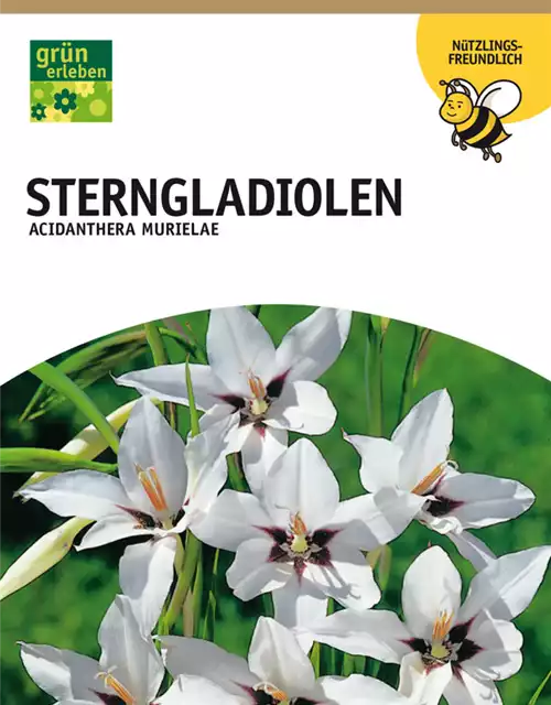 Sterngladiolen