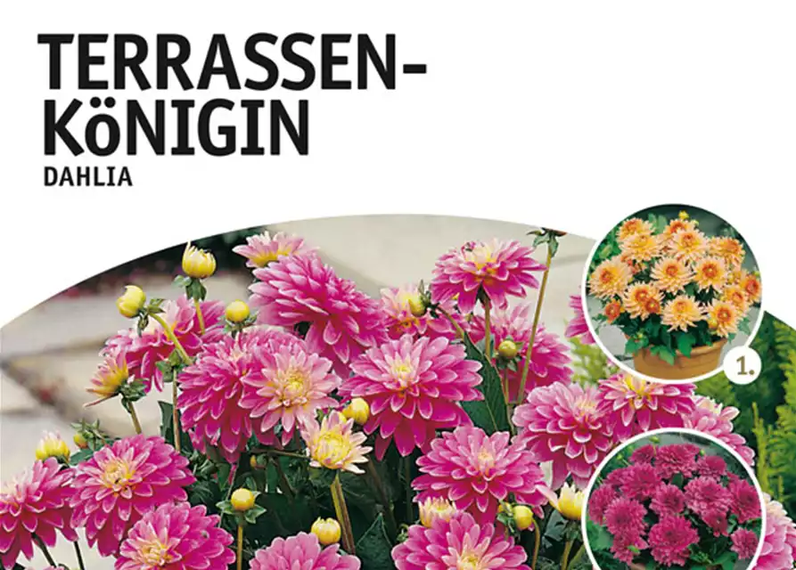 Terrassen-Königin