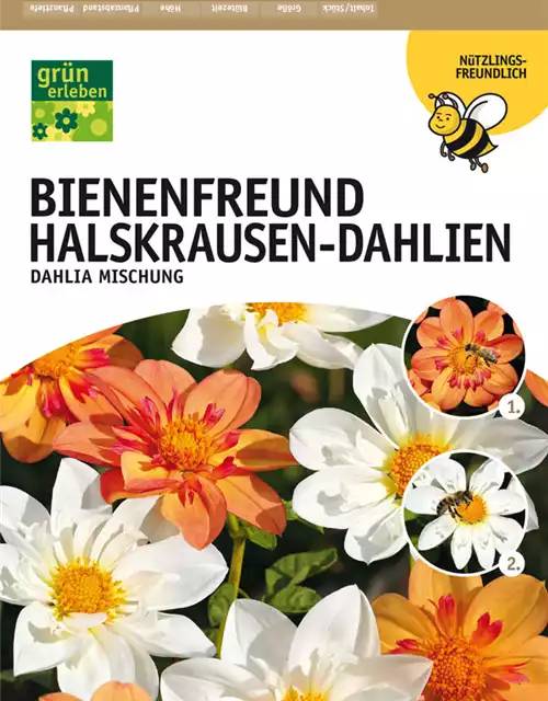 Bienenfreund Halskrausen-Dahlien