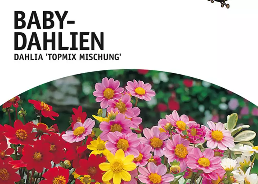 Bienenfreundliche Baby-Dahlien