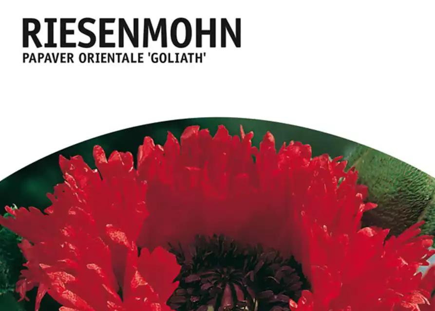 Riesenmohn