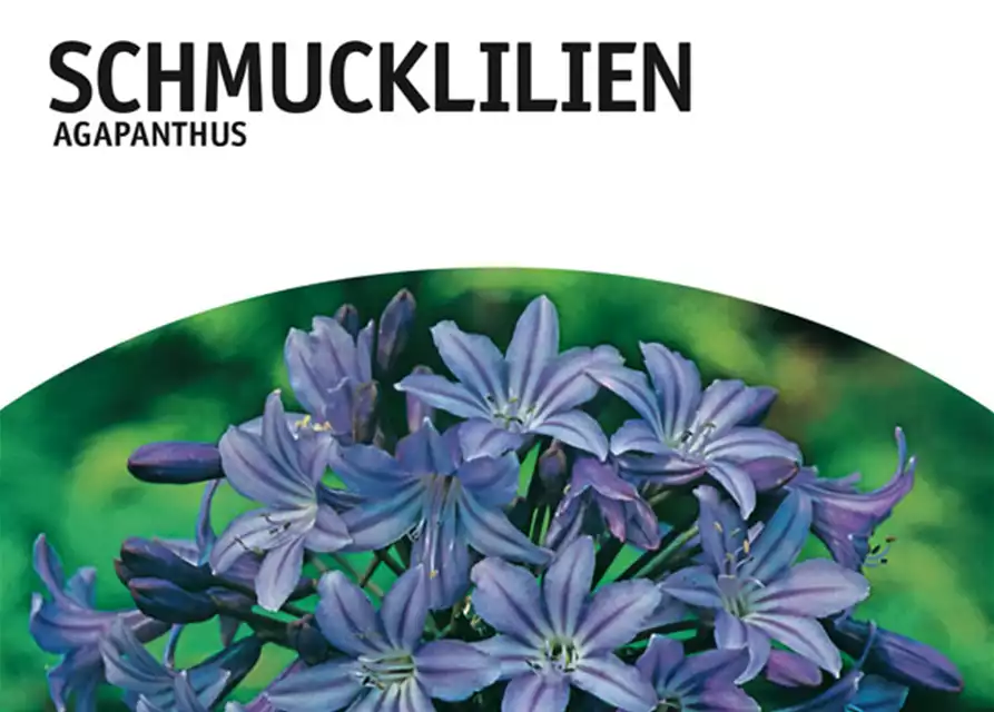 Schmucklilien