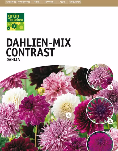 Dahlien-Mix Contrast