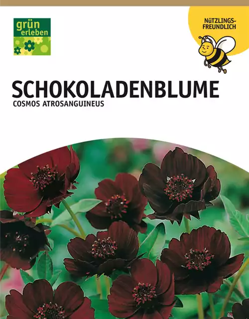 Schokoladenblume