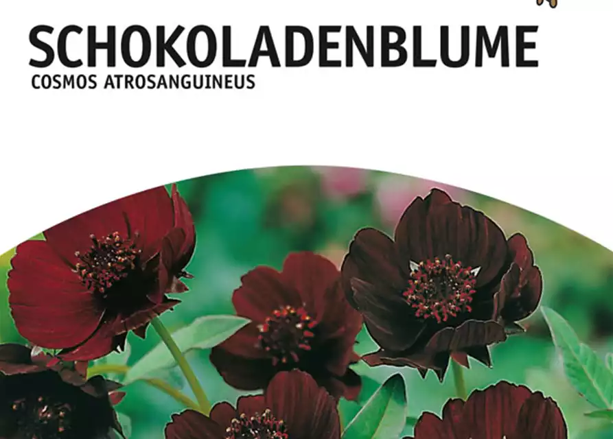 Schokoladenblume