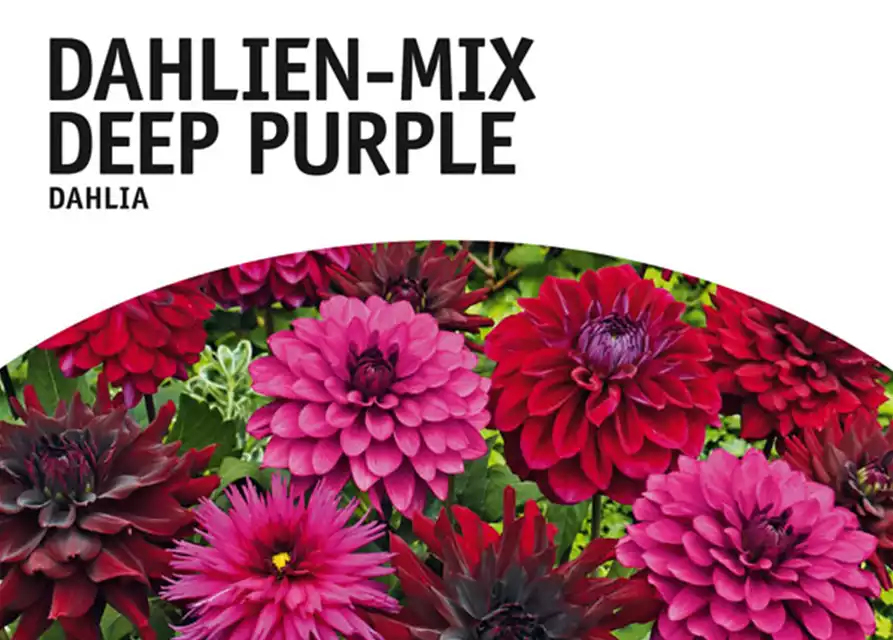 Dahlien-Mix Deep Purple