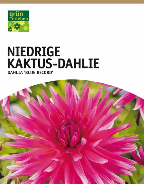 Niedrige Kaktus-Dahlie