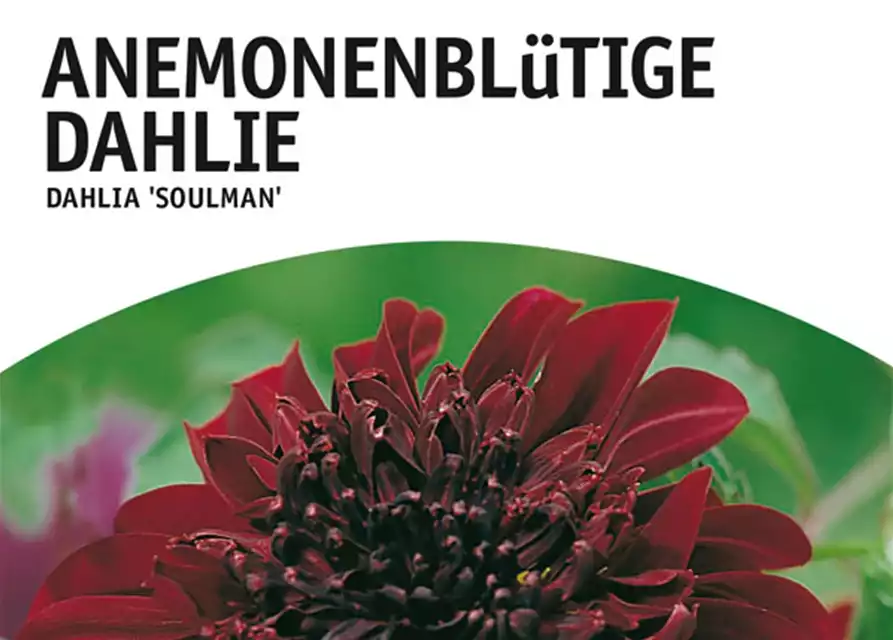 Anemoneblütige Dahlie