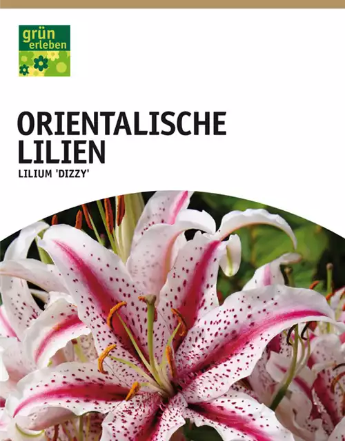 Orientalische Lilien