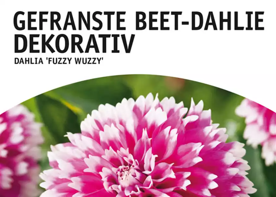 Beet-Dahlie Gefranst