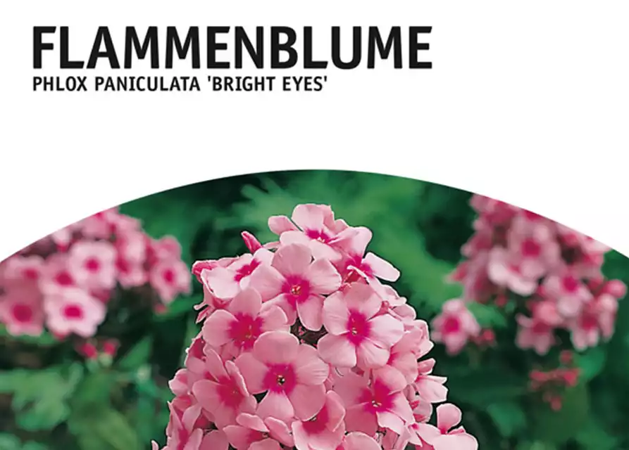 Flammenblume