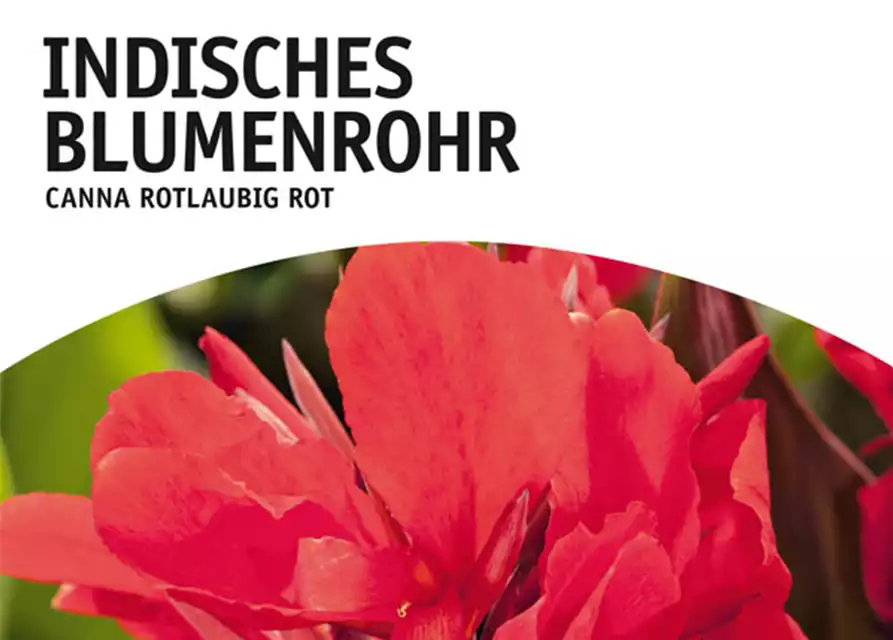 Indisches Blumenrohr